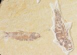 Multiple Knightia Fossil Fish Plate - x #42407-1